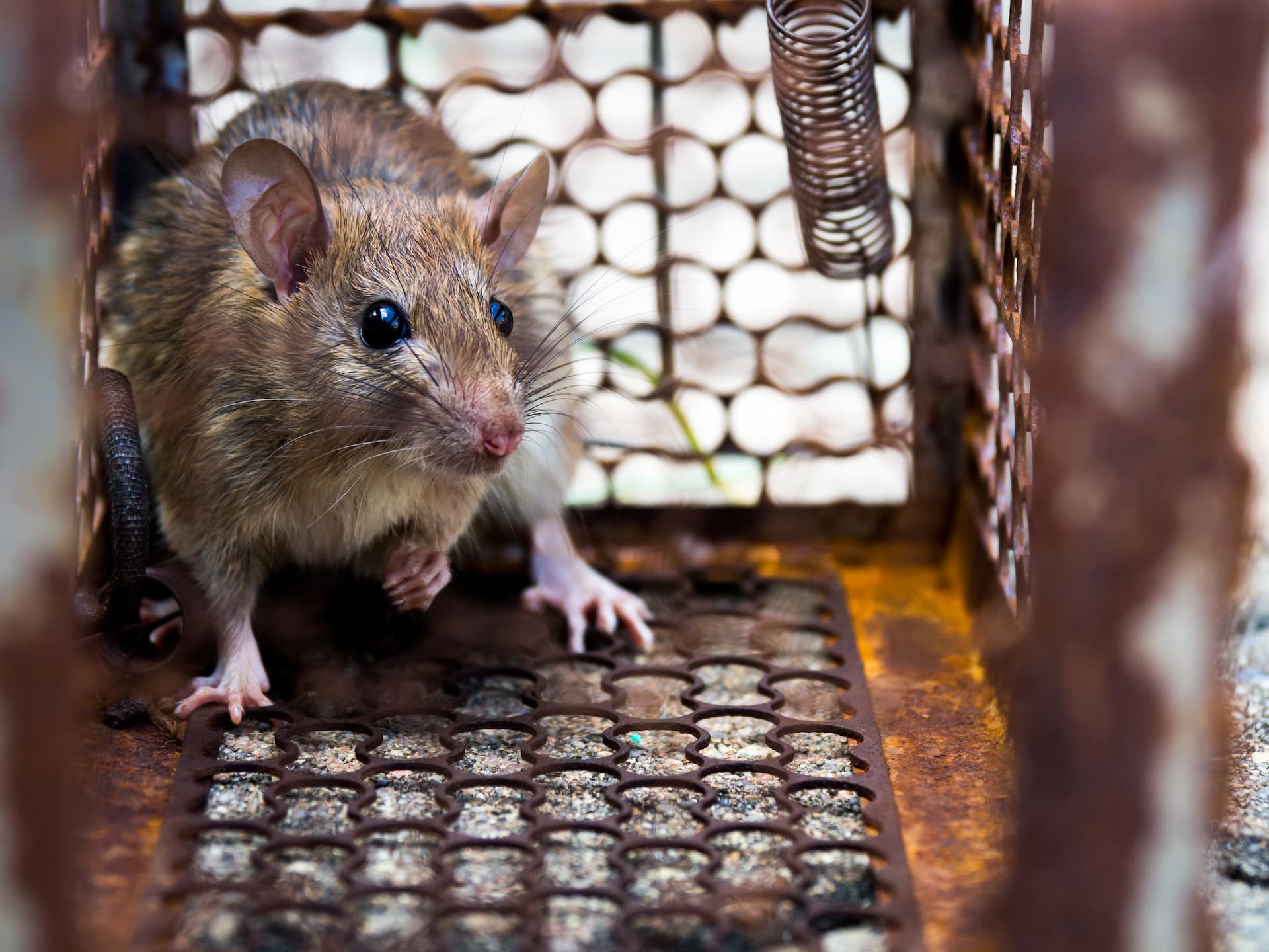 katy texas rodent proofing service